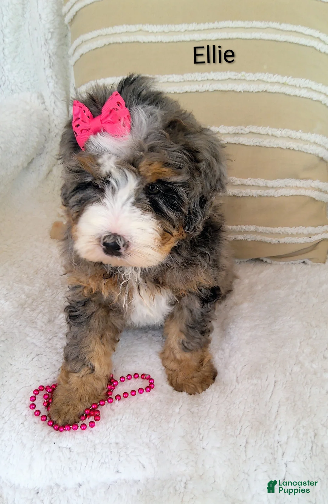 Bernedoodle dogs for sale: Bernedoodle Puppy 3 - Ad 1