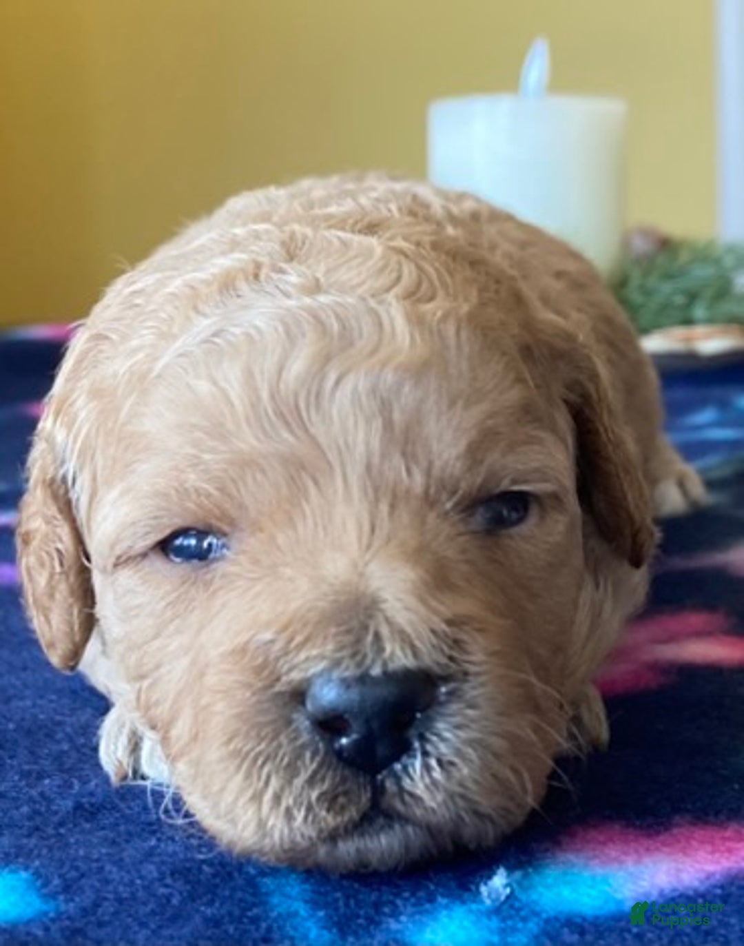 Labradoodle dogs for sale: Gracie - Ad 4