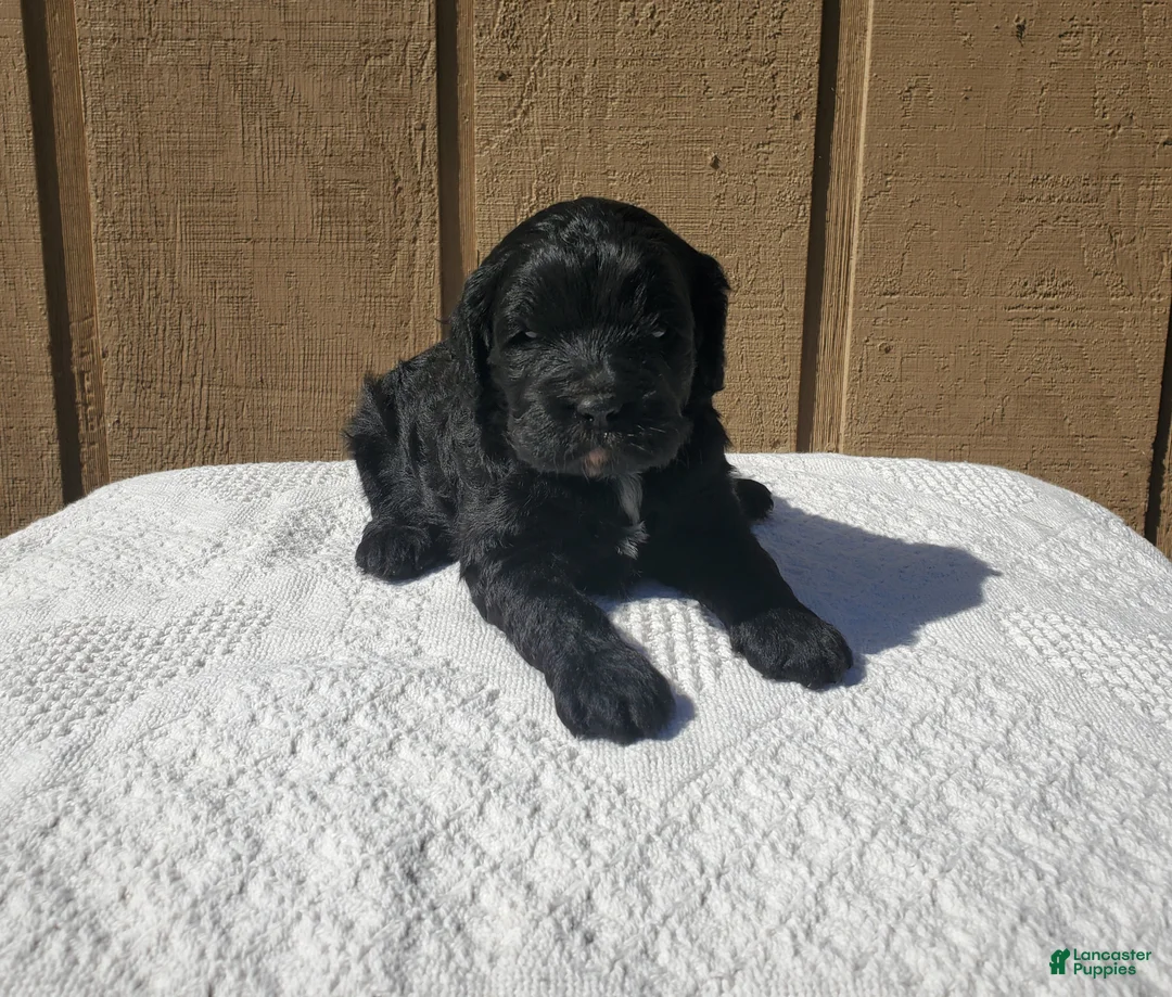 Cavapoo dogs for sale: Panther - Ad 1