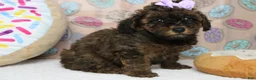 Cavapoo dogs for sale: Ella - Ad 3
