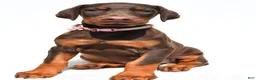 Doberman Pinscher dogs for sale: Heather - Ad 7