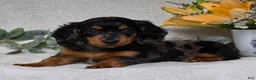 Miniature Dachshund dogs for sale: Posie - Ad 5
