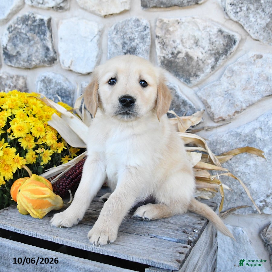 Golden Retriever dogs Duke - Ad 1