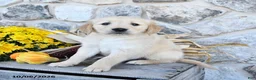Golden Retriever dogs for sale: Duke - Ad 1