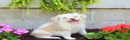 Australian Shepherd dogs for sale: Treva - Ad 3