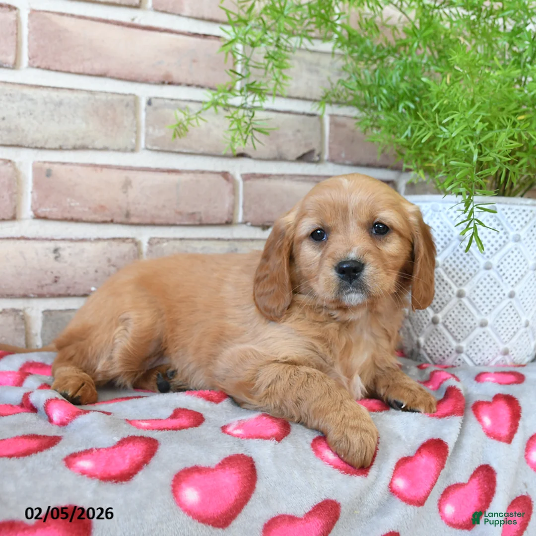 Miniature Golden Retriever dogs for sale: Sweetheart - Ad 2