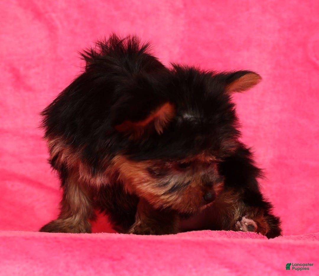 Yorkshire Terrier dogs for sale: Amelia - Ad 9