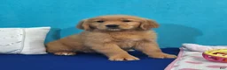 Golden Retriever dogs for sale: Holli - Ad 1
