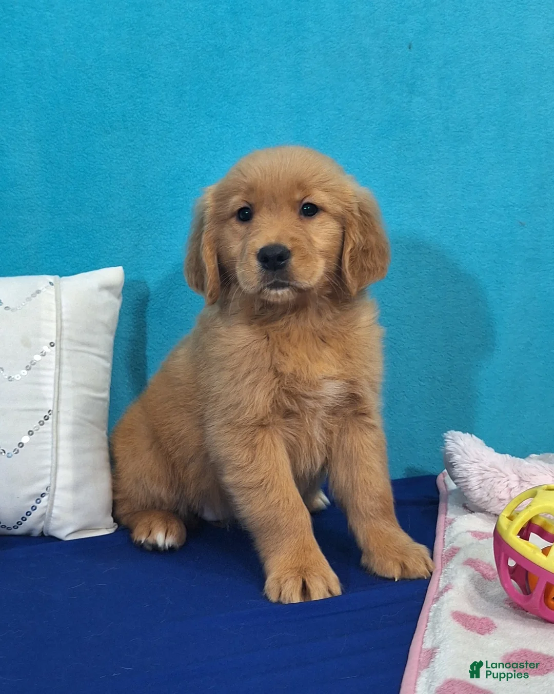 Golden Retriever dogs for sale: Holli - Ad 1