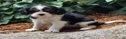Cavalier King Charles Spaniel dogs for sale: Peony - Ad 7