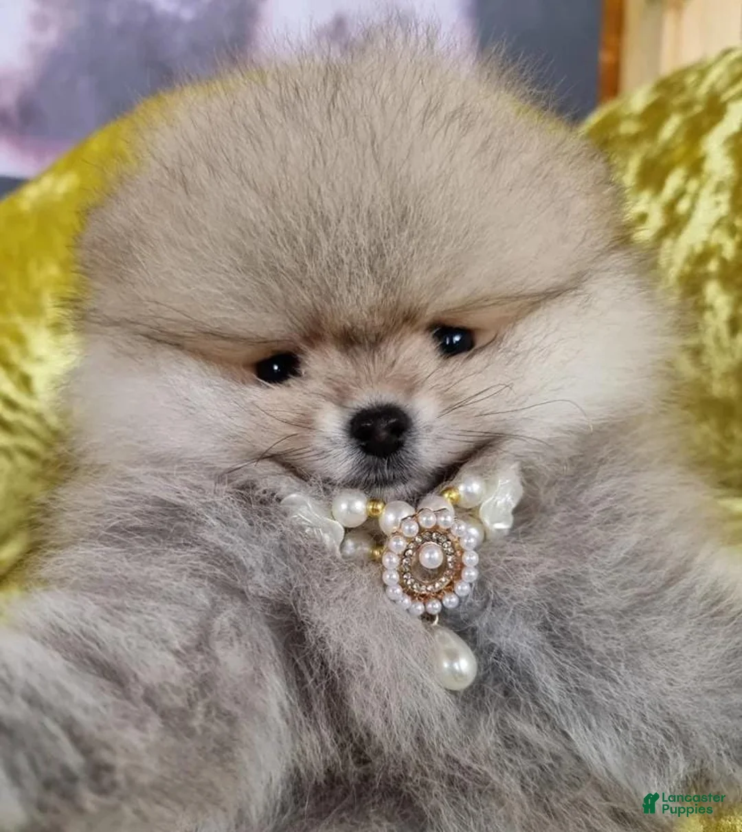 Pomeranian dogs for sale: Freya - Ad 1