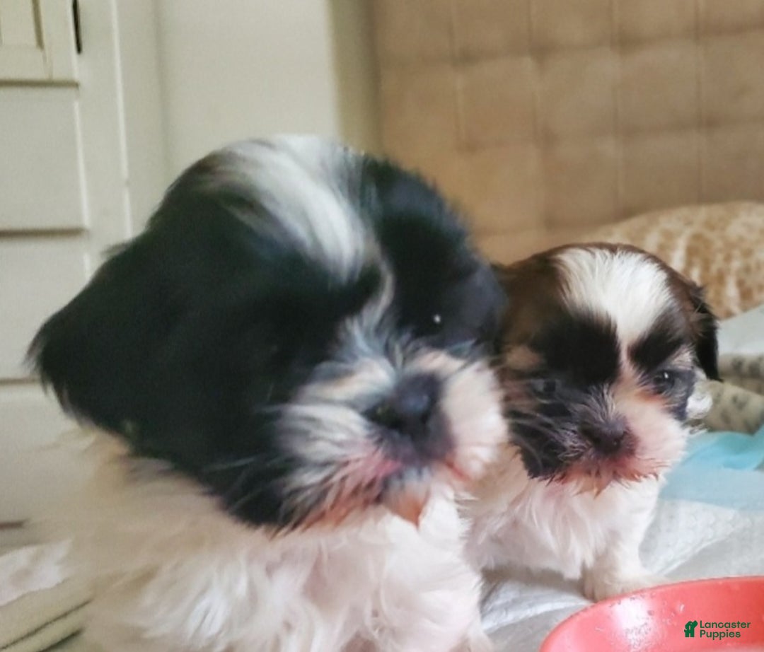 Shih Tzu dogs for sale: Shih Tzu Puppy 1 - Ad 3