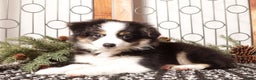Miniature Australian Shepherd dogs for sale: Scarlette - Ad 3