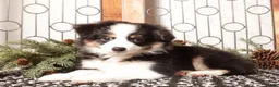 Miniature Australian Shepherd dogs for sale: Scarlette - Ad 3