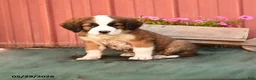 Mixed Breed dogs for sale: Kallie - Ad 1