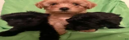 Yorkiepoo dogs for sale: Nami - Ad 5