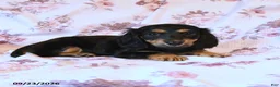 Miniature Dachshund dogs for sale: Brooke - Ad 2