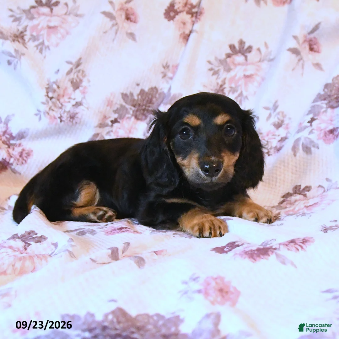 Miniature Dachshund dogs for sale: Brooke - Ad 2