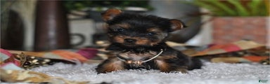 Meet  Jasper! Yorkshire Terrier Puppy 
