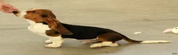 Basset Hound dogs for sale: Kerby - Ad 4