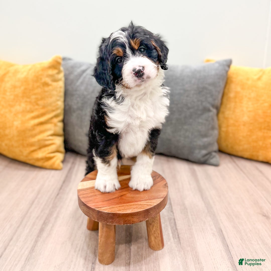 Mini Bernedoodle dogs for sale: Rusty - Ad 10