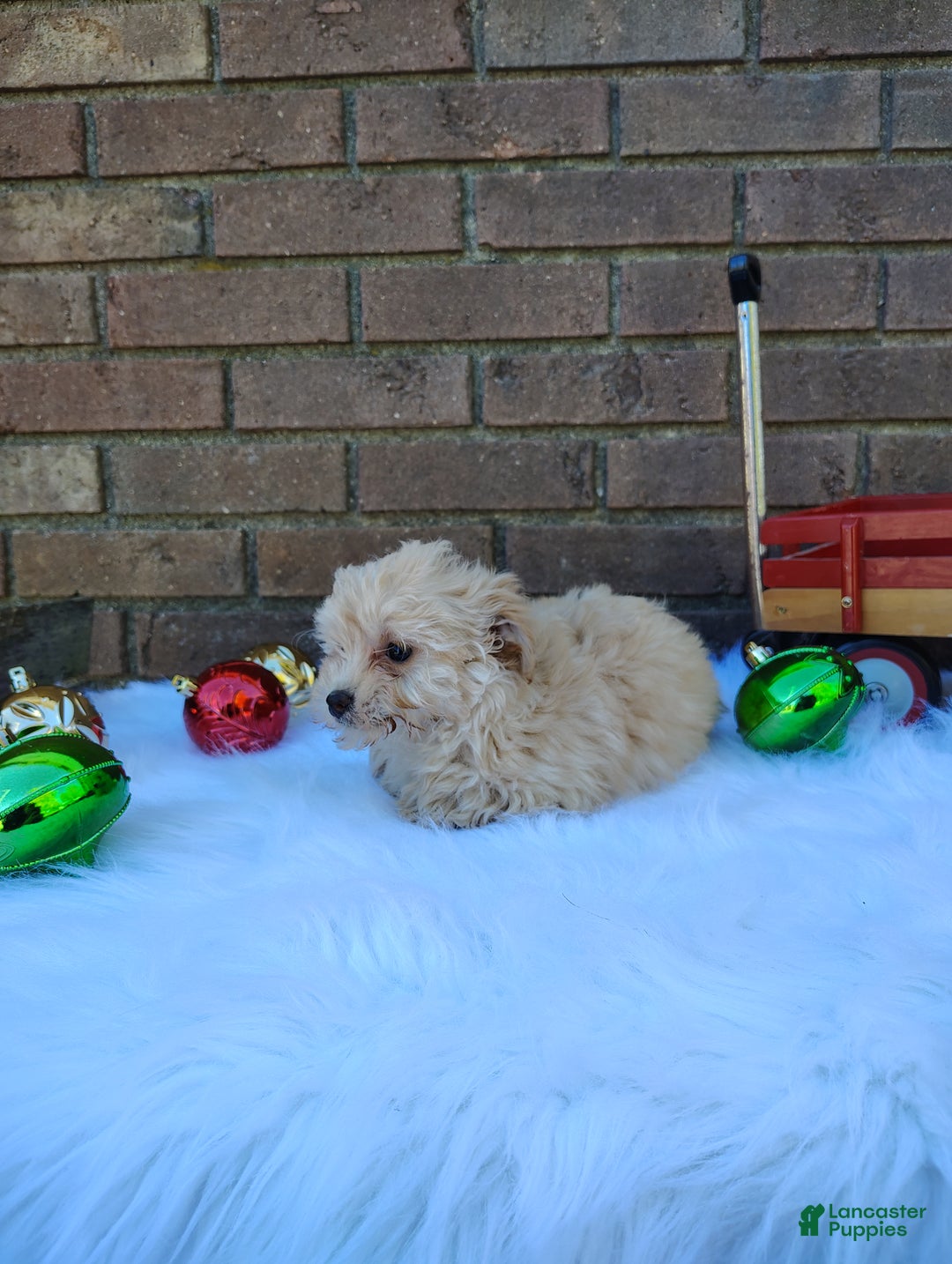 Chipoo dogs for sale: Nena - Ad 7