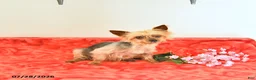 Yorkshire Terrier dogs for sale: Tiny   EXTRA SMALL - Ad 6