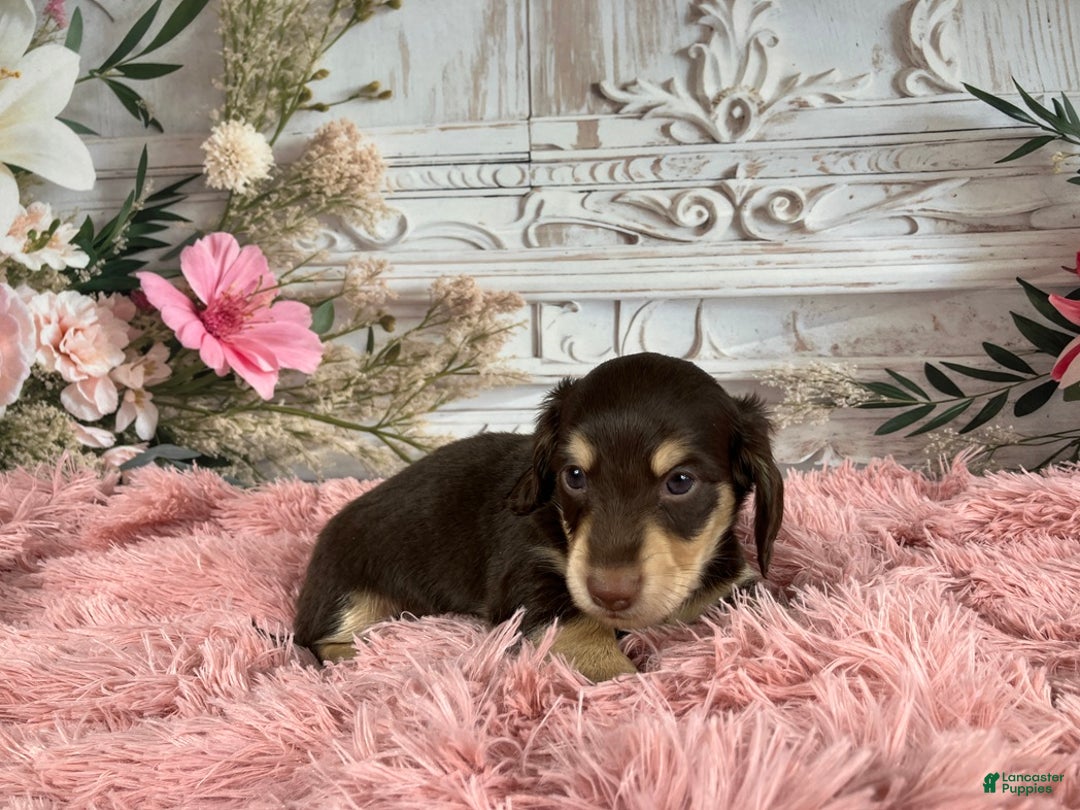 Miniature Dachshund dogs for sale: AKC-Ringo - Ad 9