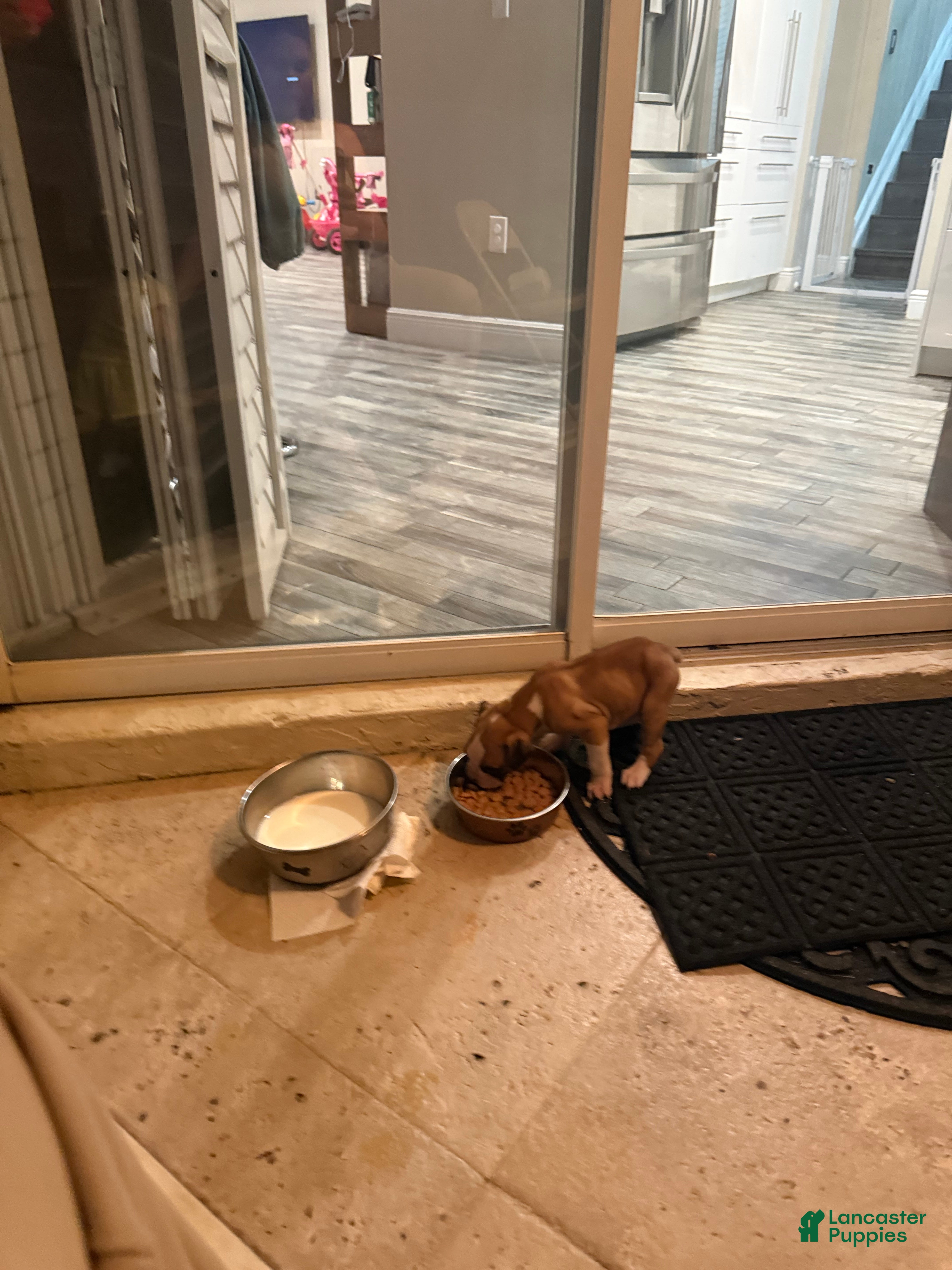 Boxer dogs Boxer Puppy 1 - Ad 1