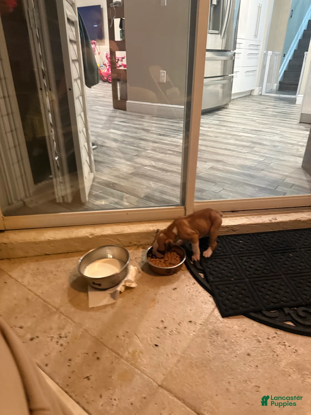 Boxer dogs for sale: Boxer Puppy 1 - Ad 1