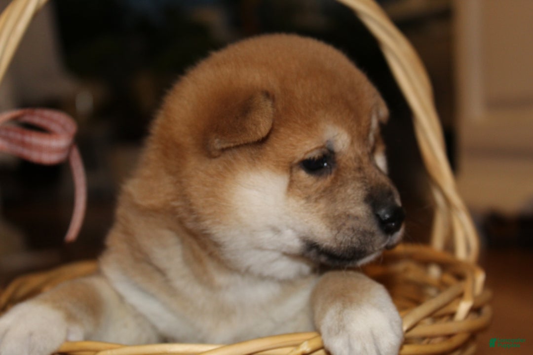 Shiba Inu dogs for sale: Tanner - Ad 3