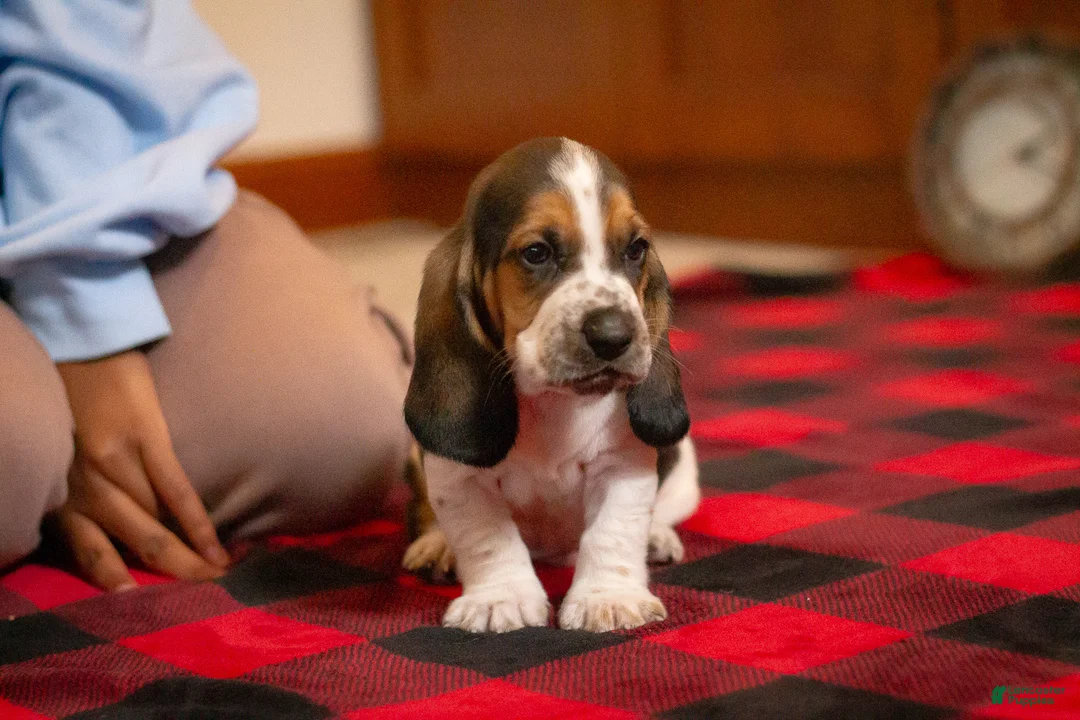 Basset Hound dogs for sale: Henry - Ad 2