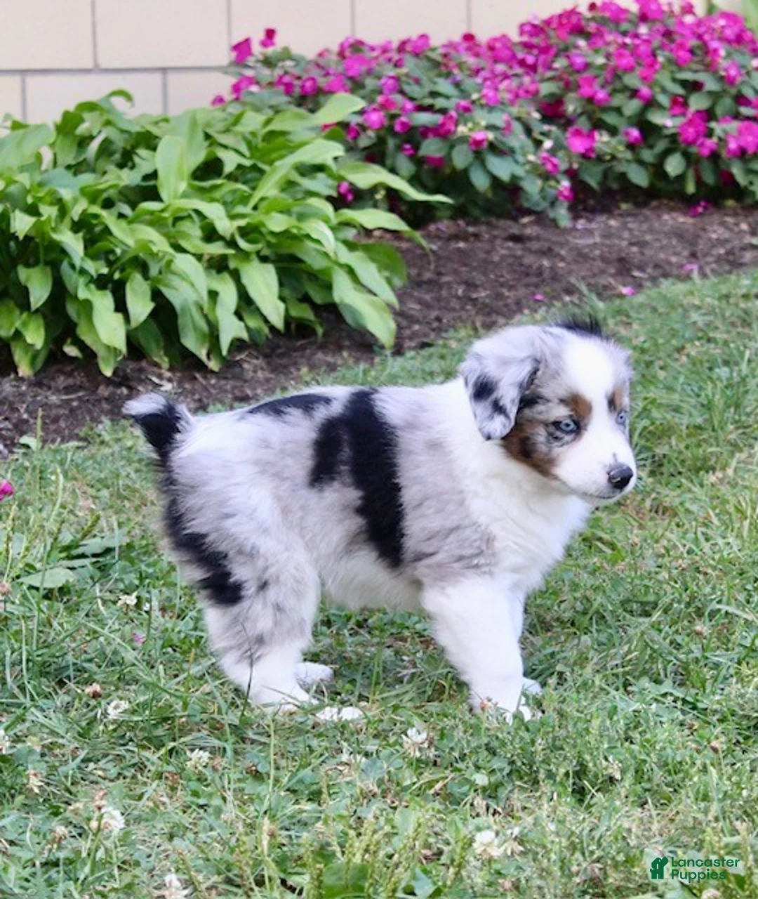 Miniature Australian Shepherd dogs for sale: Onyx - Ad 4