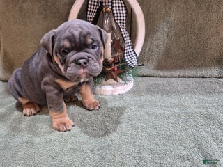 Olde English Bulldogge dogs Olde English Bulldogge Cricket - Ad 14