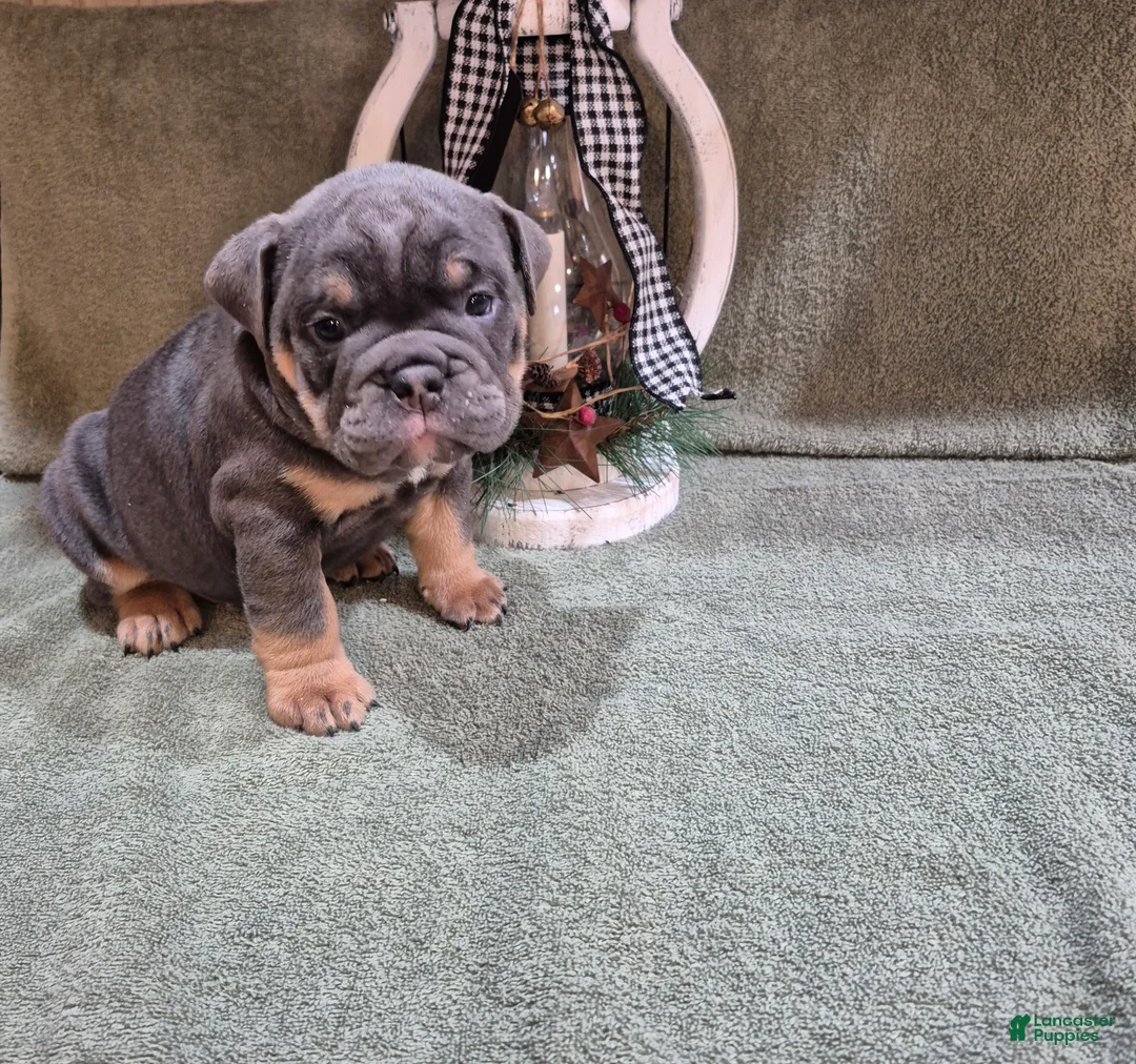Olde English Bulldogge dogs for sale: Olde English Bulldogge Cricket - Ad 1