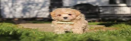 Maltipoo dogs for sale: Lane - Ad 19