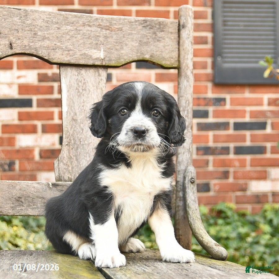 Mixed Breed dogs Honey   - Ad 24