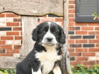 Mixed Breed dogs Honey - Ad 24