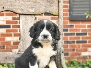 Mixed Breed dogs Honey - Ad 31