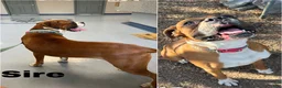 Boxer dogs for sale: AKC Boxer - Female 2 - Ad 4