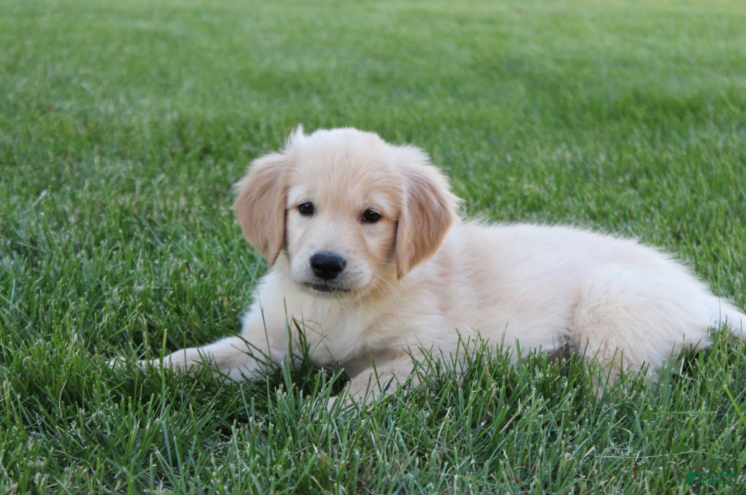 Golden Retriever dogs Sammy Golden Retriever Puppy  - Ad 1