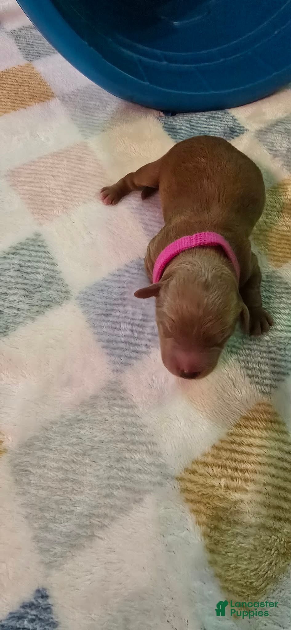 Mini Goldendoodle dogs ivy - Ad 5