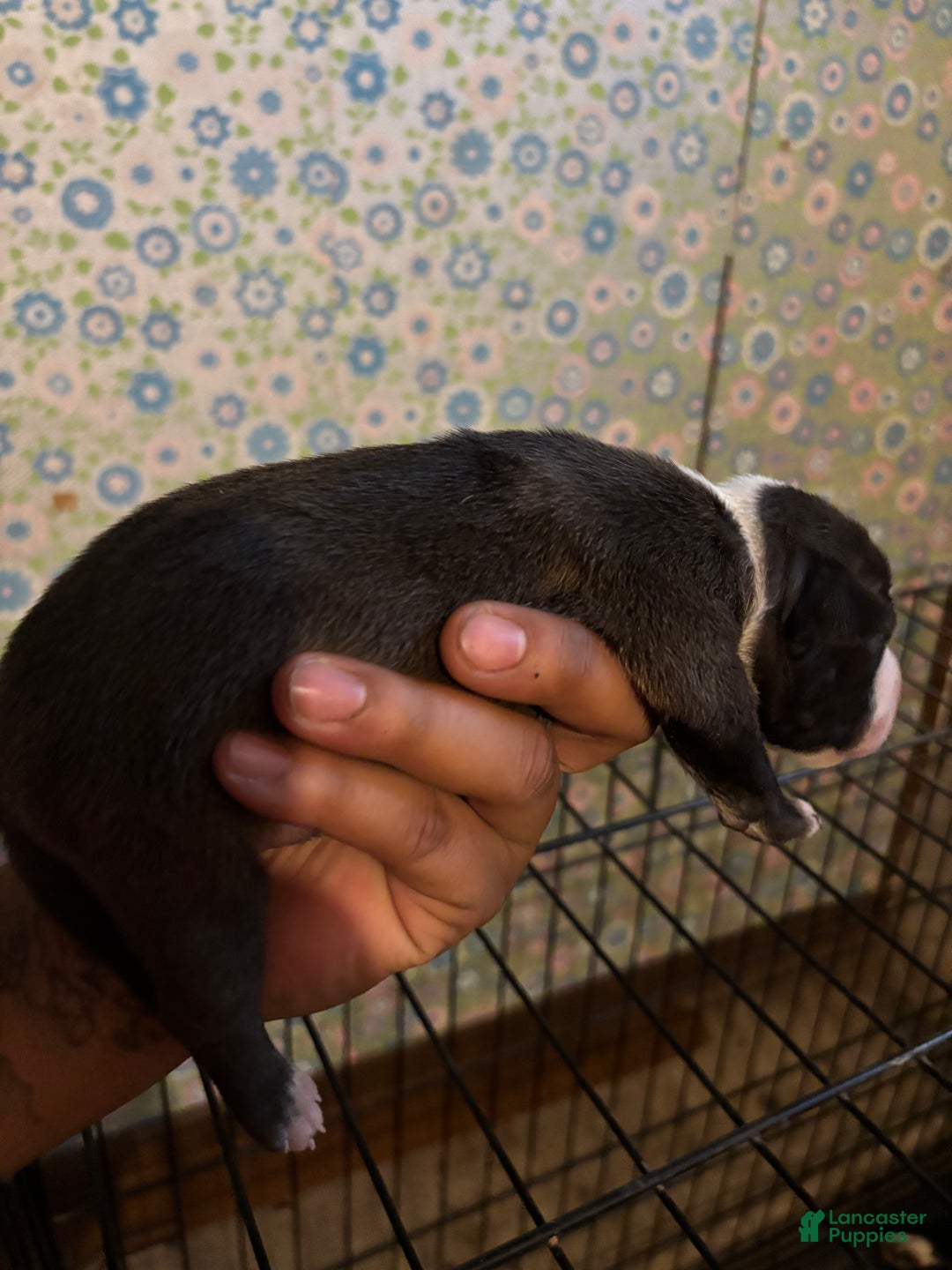 American Staffordshire Terrier dogs for sale: American Staffordshire Terrier Puppy 7 - Ad 3