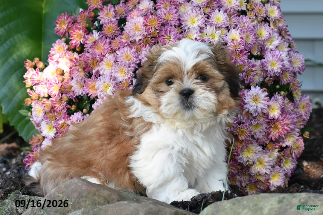 Shih Tzu dogs for sale: Jude - Ad 1