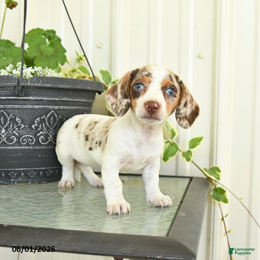 Dachshund dogs for sale: Lacey - Ad 4