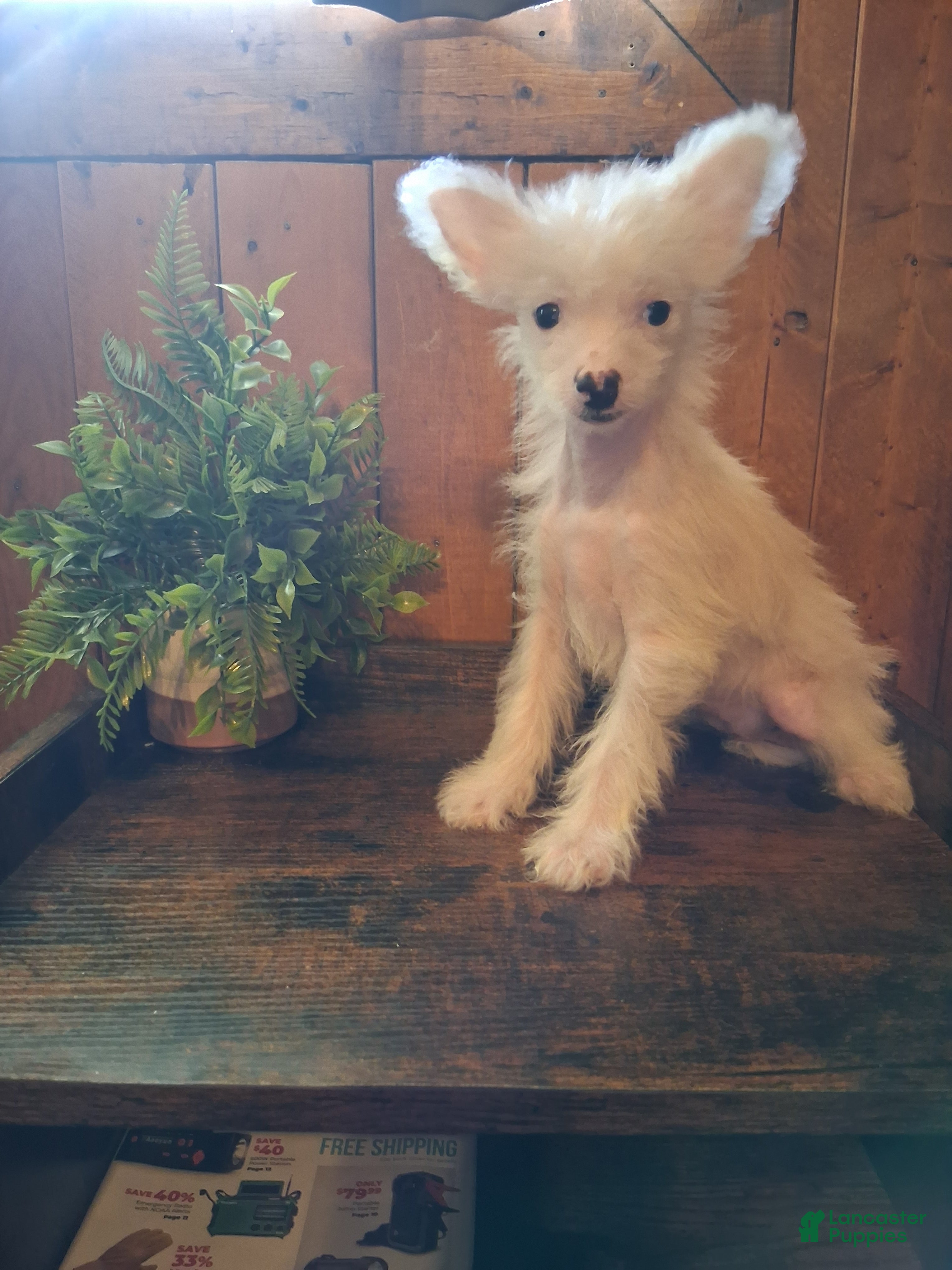 Chinese Crested dogs Chinese Crested 1 - Ad 1