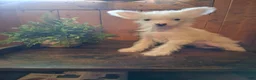 Chinese Crested dogs for sale: Chinese Crested 1 - Ad 1