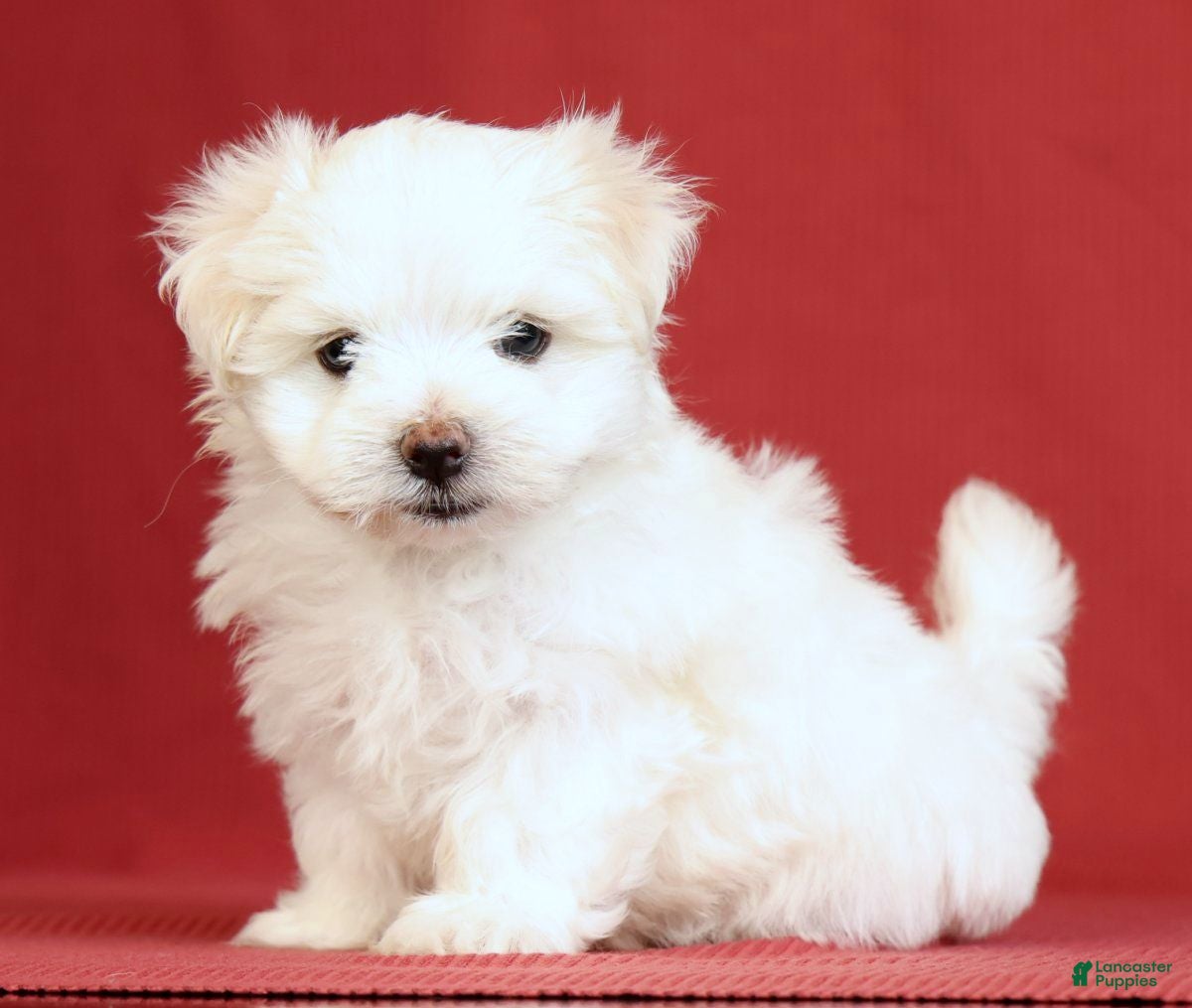 Maltese dogs Alex - Ad 1