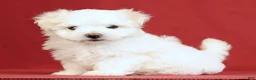 Maltese dogs for sale: Alex - Ad 1
