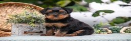 Shorkie dogs for sale: Hiccup - Ad 1